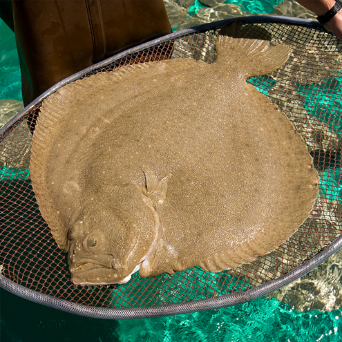 Stolt Sea Farm | Our businesses | Stolt-Nielsen